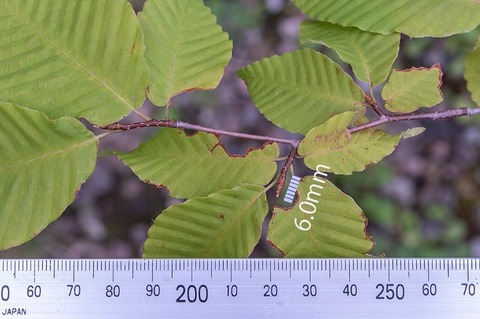 20210811inubuna10y_dan_02.jpg