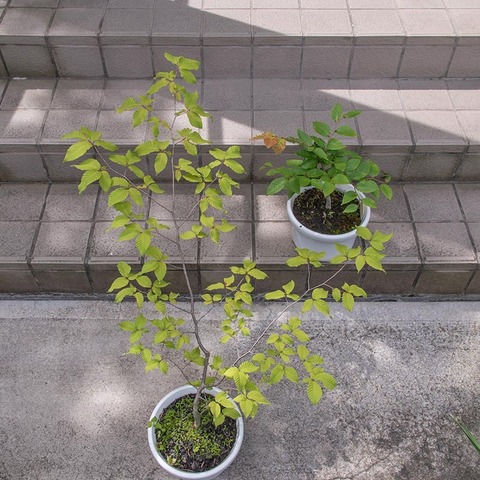 20210811inubuna10y_dan_03.jpg