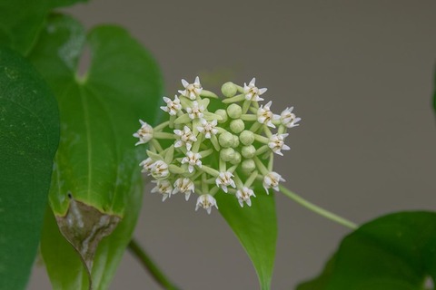 20210812midori03_ikema.jpg