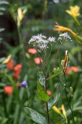 20210812museum-hiyodoribana.jpg