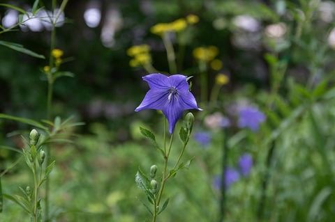 20210812museum-kikyo.jpg