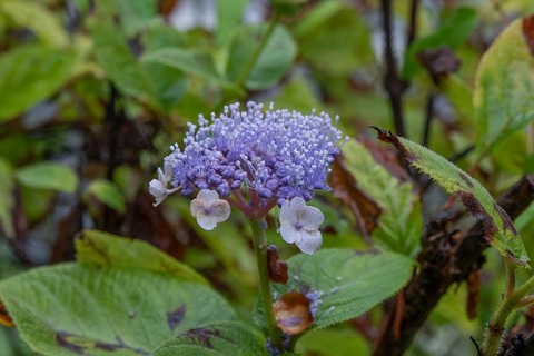 20210814museum-tama_ajisai03.jpg