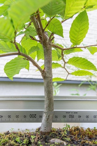 20210821buna_su_8y_03.jpg