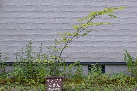 20210821inubuna10y_an_00.jpg