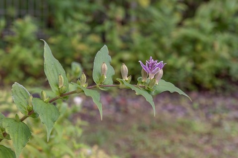 20210905museum-hototogisu01.jpg