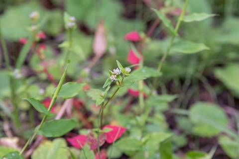 20210905museum-tanisoba.jpg