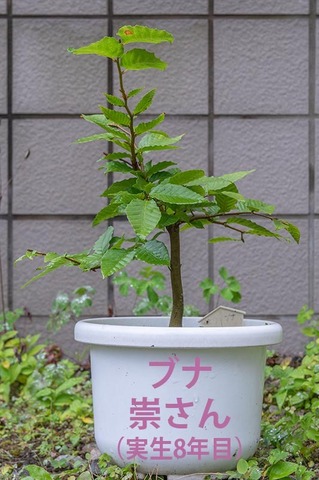 20210908buna_su_8y_00.jpg