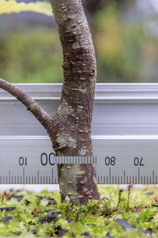 20210908inubuna10y_dan_03.jpg