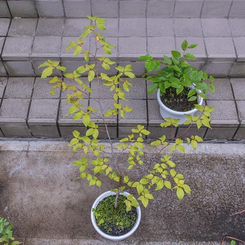 20210908inubuna10y_dan_buna_su_8y.jpg