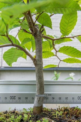 20210917buna_su_8y_04.jpg