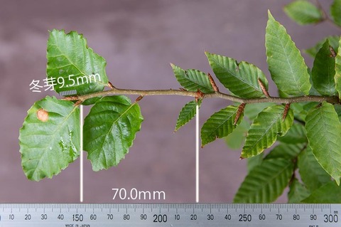 20210927buna_su_8y_02.jpg
