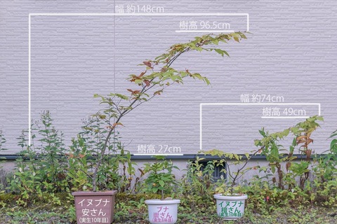 20210927inubuna10y_an_dan_buna8y_su01.jpg