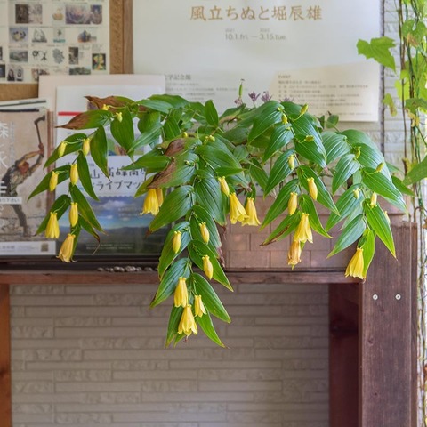 20211002kiijyourouhototogisu01.jpg