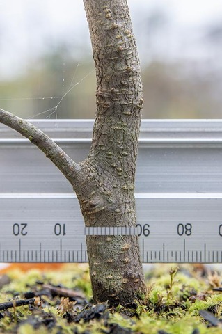 20211016inubuna10y_dan_03.jpg