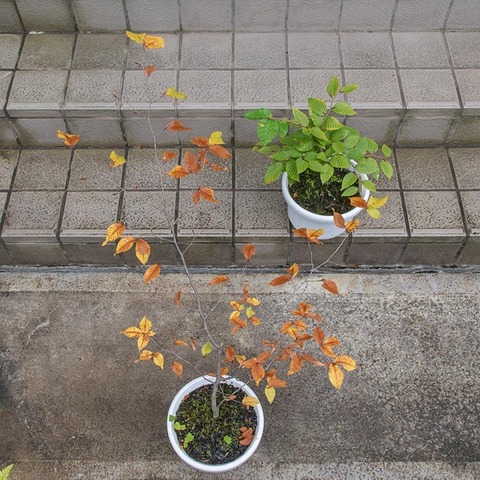 20211016inubuna10y_dan_04.jpg
