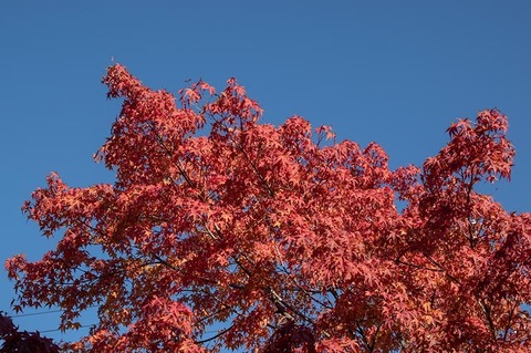 20211028museum-irohamomiji02.jpg