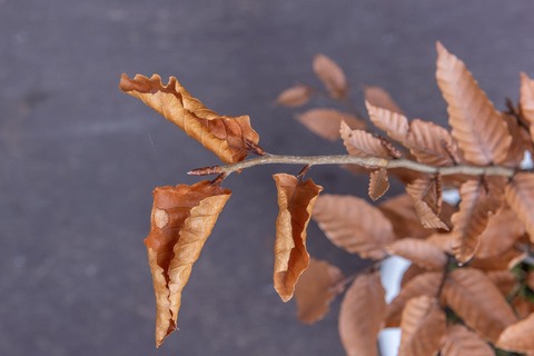 20211120buna_su_8y_02.jpg