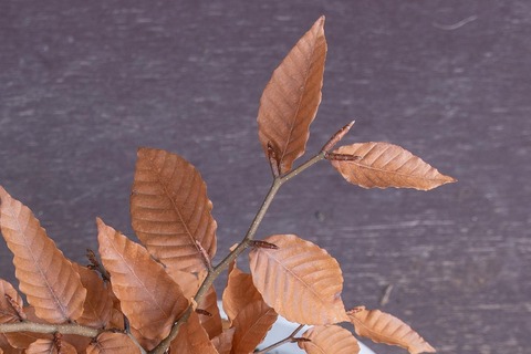 20211120buna_su_8y_03.jpg