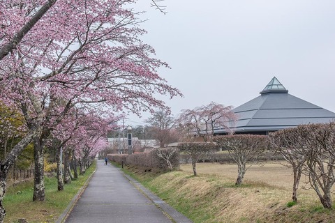 20220421yagasaki-sakura02.jpg