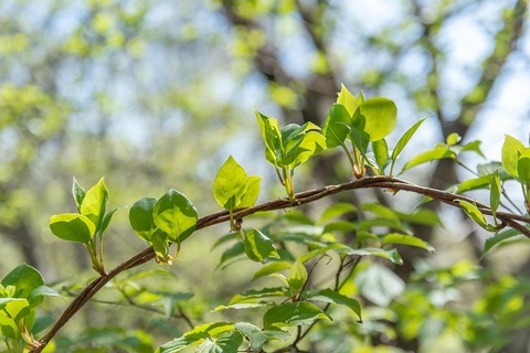 20220507jisei-matsubusa01.jpg