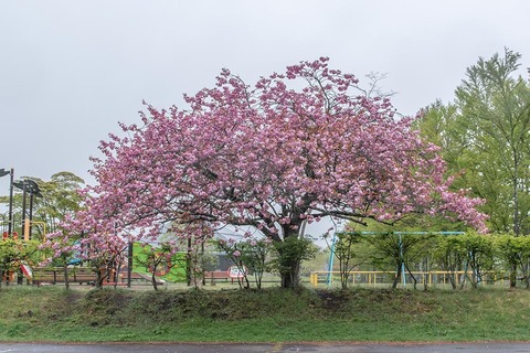 20220509yagasaki-yaezakuraB01.jpg