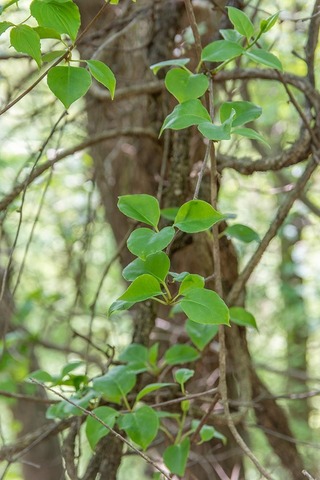 20220519jisei-matsubusa01.jpg