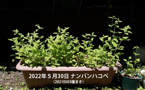 20220530nanbanhakobe_planter01.jpg