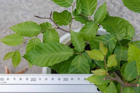 20220601buna_su_9y_06.jpg