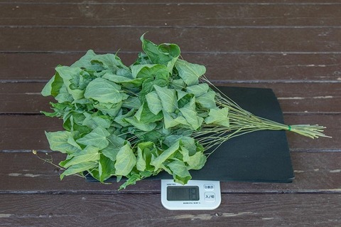 20220604ikariso01-1350.jpg