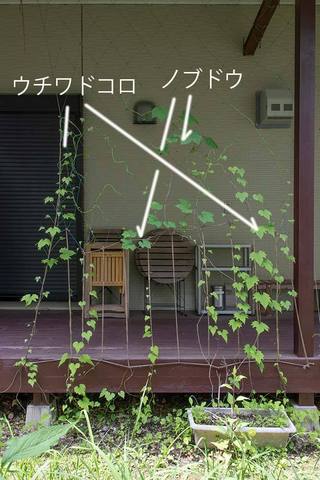 20220605midori04.jpg