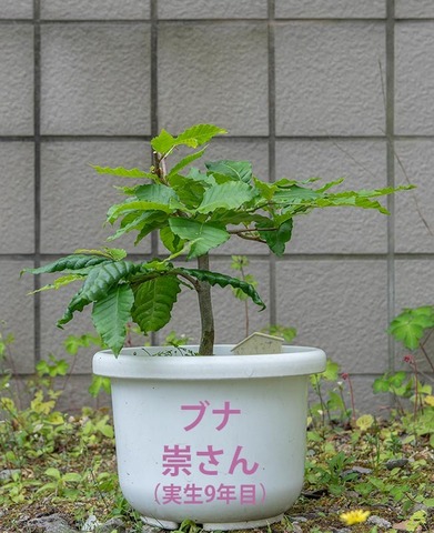 20220618buna_su_9y_00.jpg