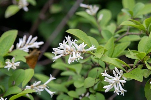 20220626ibotanoki.jpg