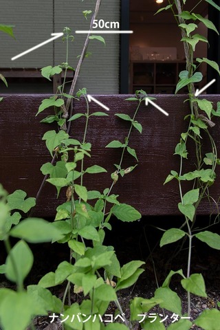 20220627nanbanhakobe_planter02.jpg