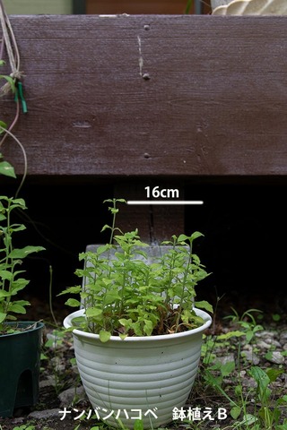 20220627nanbanhakobe_planter04.jpg