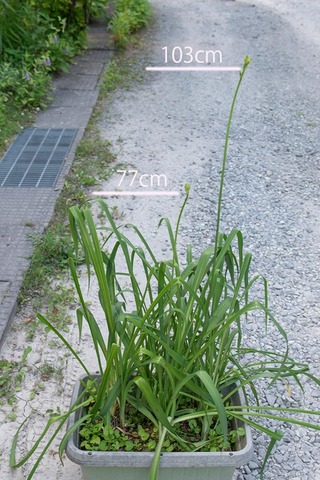 20220701v^[14N_Ԍs01b.jpg