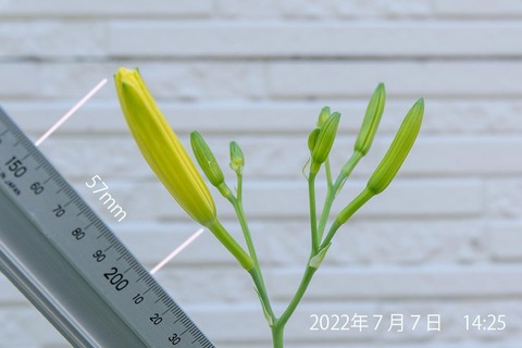 20220707yusuge01_1425.jpg
