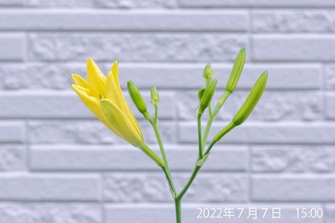 20220707yusuge02_1502.jpg