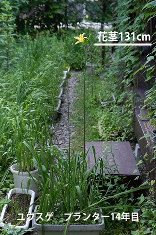 20220711yusuge_planter_y14_1716_01.jpg
