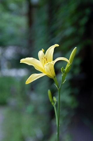 20220711yusuge_planter_y14_1717_02.jpg