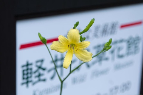 20220712yusugeA02-0637.jpg