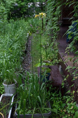 20220712yusuge_planter_y14_1644_01.jpg