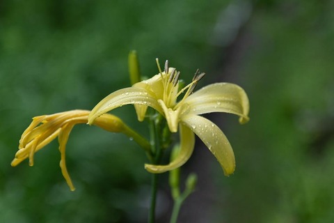 20220712yusuge_planter_y14_1645_02.jpg