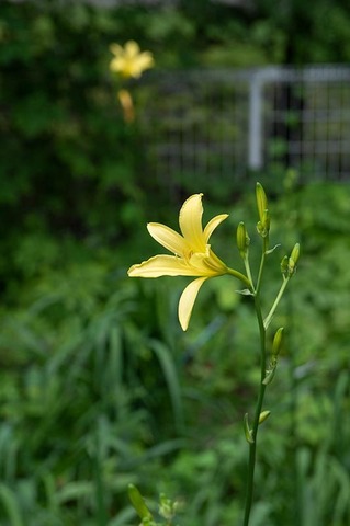 20220713yusugeA01_1631.jpg