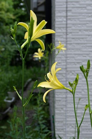20220713yusugeB01_1634.jpg
