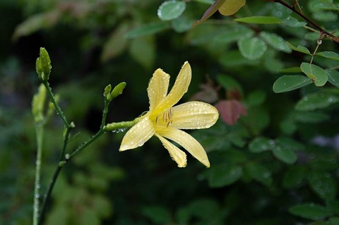 20220714yusugeB01_1718.jpg
