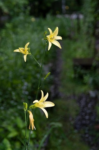 20220715yusugeA01_1714.jpg