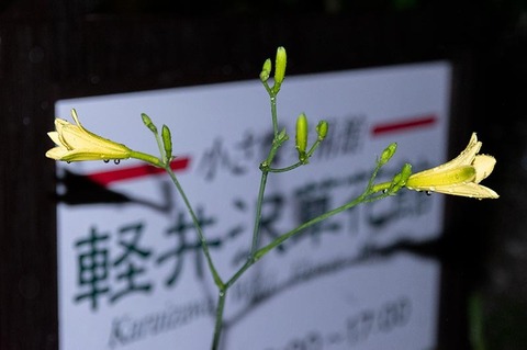 20220716yusugeA02-2055.jpg