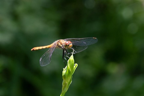 20220717yusuge-dragonfly01.jpg
