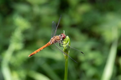 20220717yusuge-dragonfly02.jpg