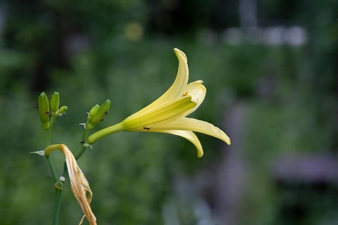 20220717yusuge_planter_y14_1550_01.jpg